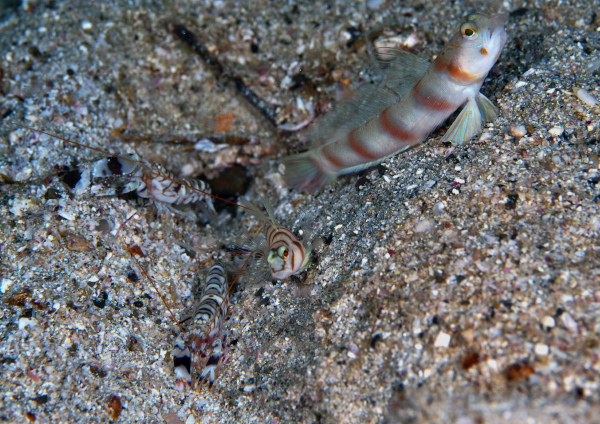 ハチマキダテハゼ