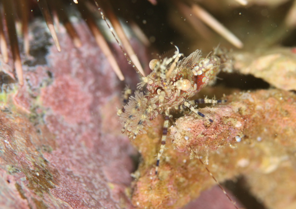 フシウデサンゴモエビ