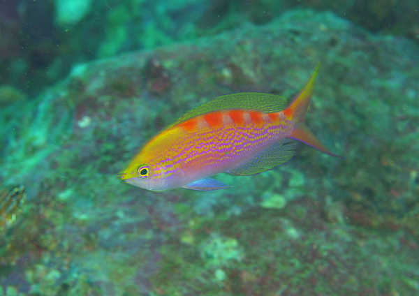 アサヒハナゴイ