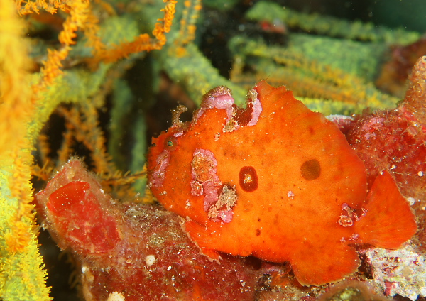 ベニカエルアンコウ