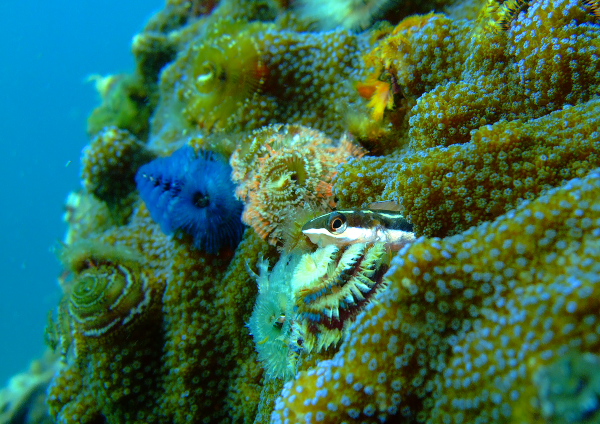 テンクロスジギンポ