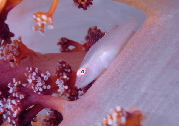 スケロクウミタケハゼ