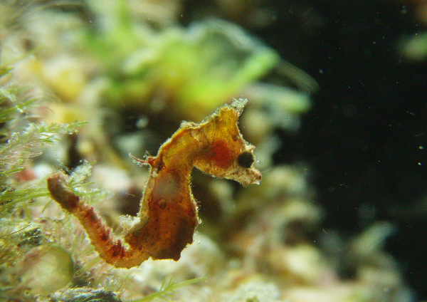 ジャパニーズピグミーシーホース