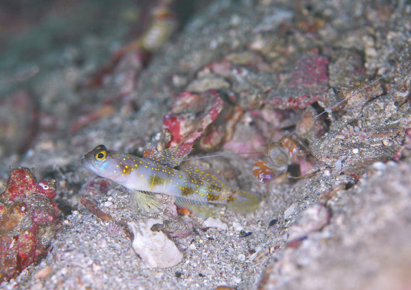 ナノハナフブキハゼ