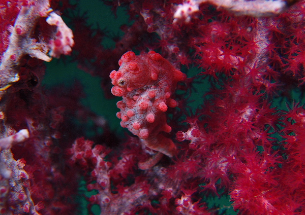 ピグミーシーホース