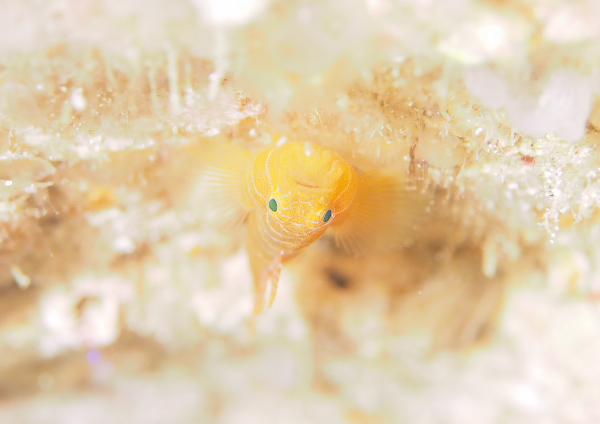 シライトベンケイハゼ