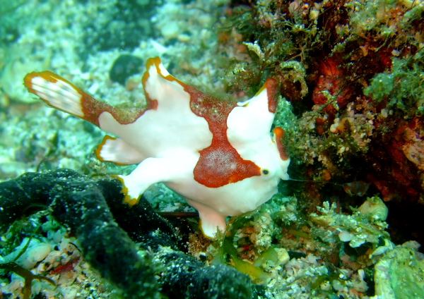 クマドリカエルアンコウ