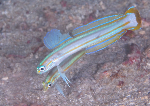 スジクロユリハゼ