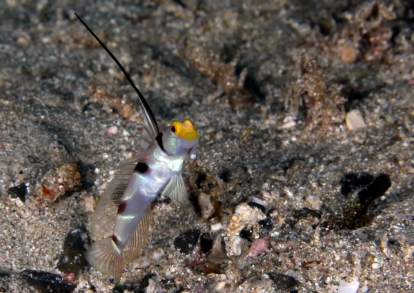 ヒレナガネジリンボウ