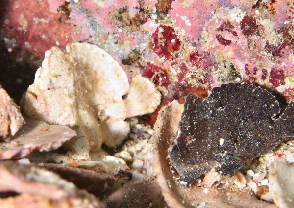 ヒメヒラタカエルアンコウ