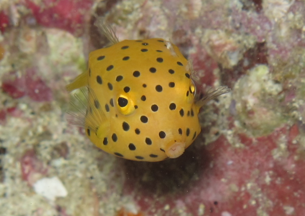 ミナミハコフグ