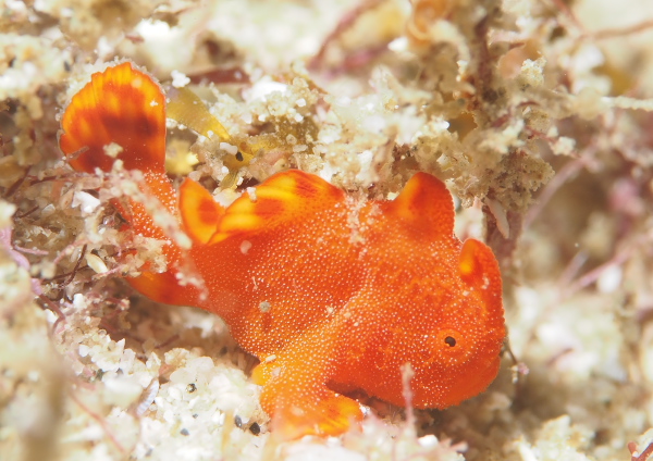 イロカエルアンコウ