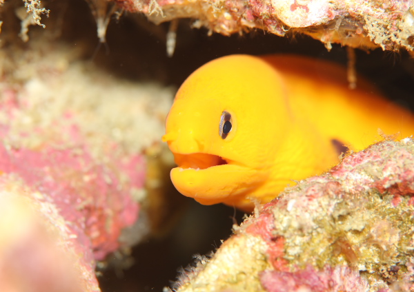 ゴールデンイールモレイ