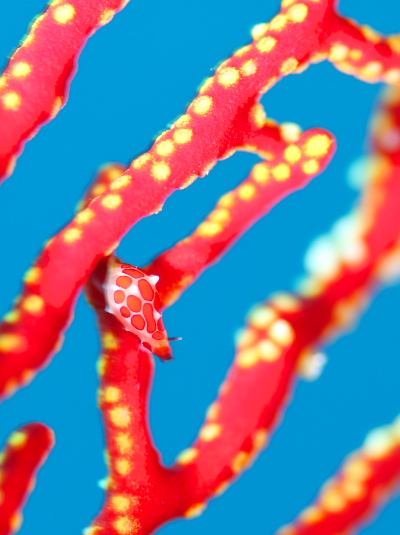 テンロクケボリガイ