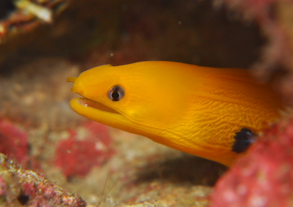 ゴールデンイールモレイ