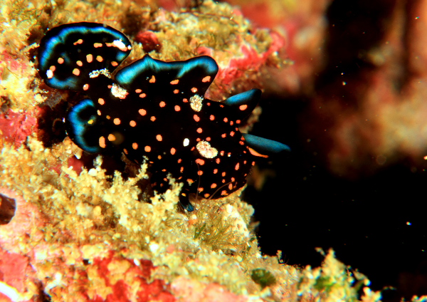 クマドリカエルアンコウ