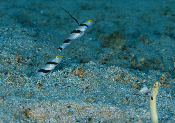 ネジリンボウとチンアアナゴ