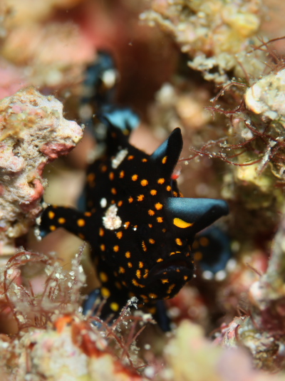 クマドリカエルアンコウ