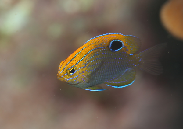 クロメガネスズメダイ