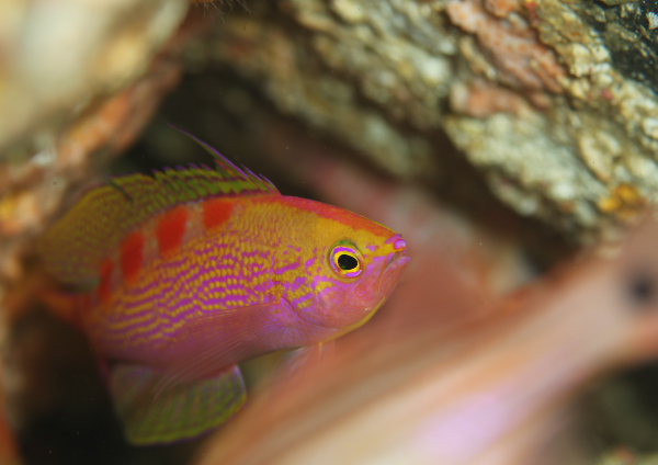 アサヒハナゴイ