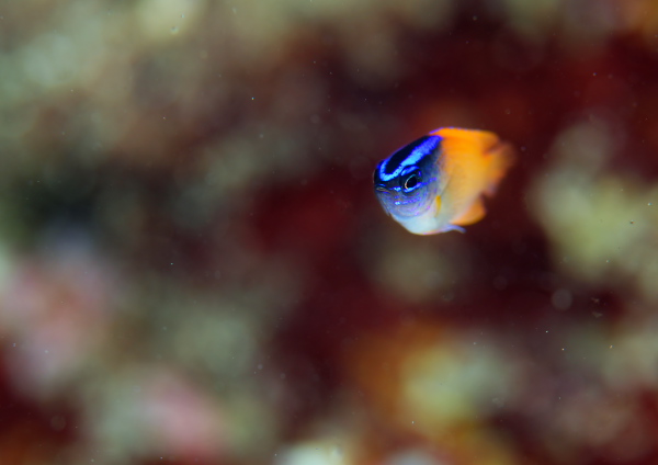 レモンスズメダイ