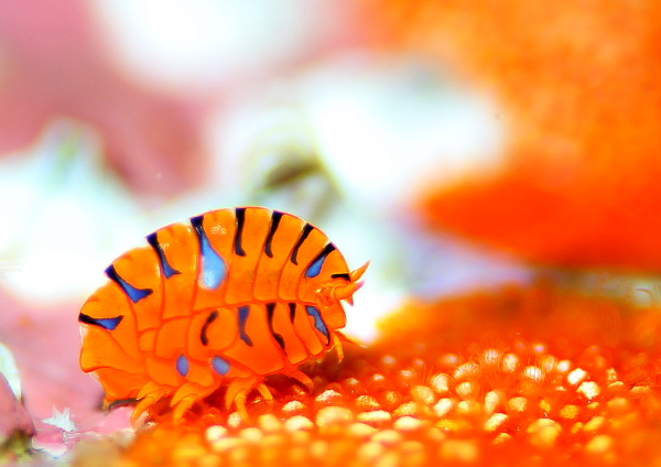 ホムラスベヨコエビ