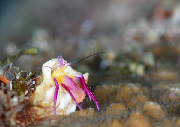 ムラサキゼブラヤドカリ