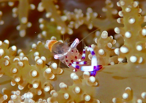 アカホシカクレエビ