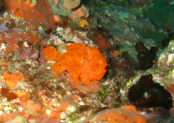 イロカエルアンコウ