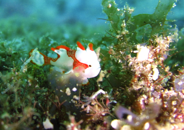 クマドリカエルアンコウ