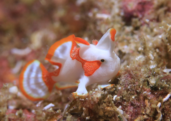 クマドリカエルアンコウ