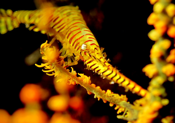 ゴルゴニアンシュリンプ