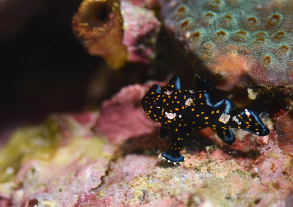 クマドリカエルアンコウ