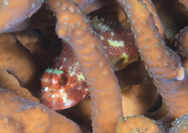 カスリフサカサゴ