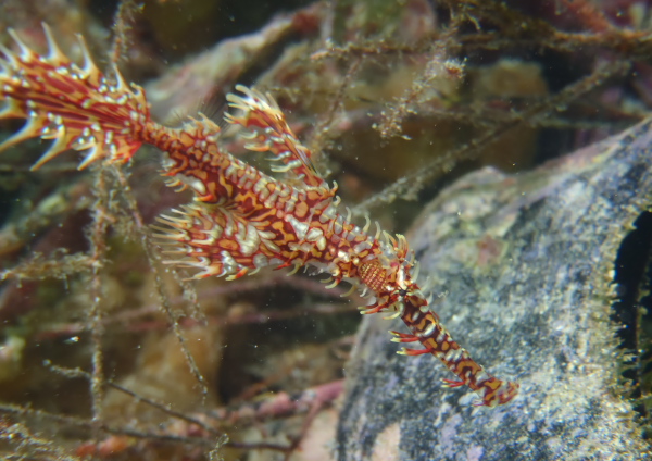 ニシキフウライウオ