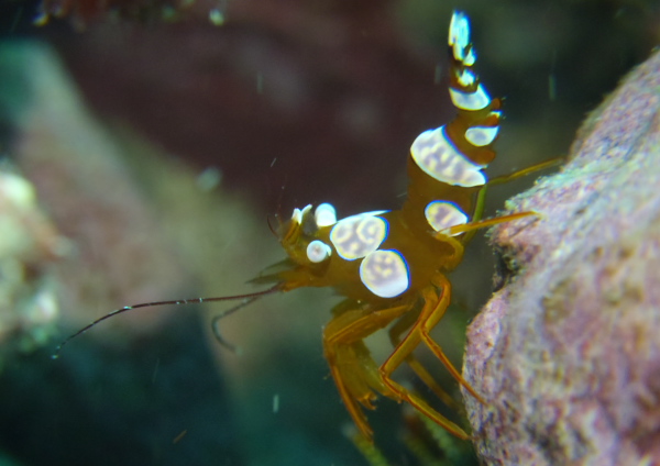 イソギンチャクエビ