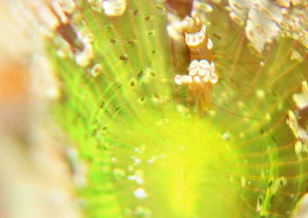 イソギンチャクモエビ