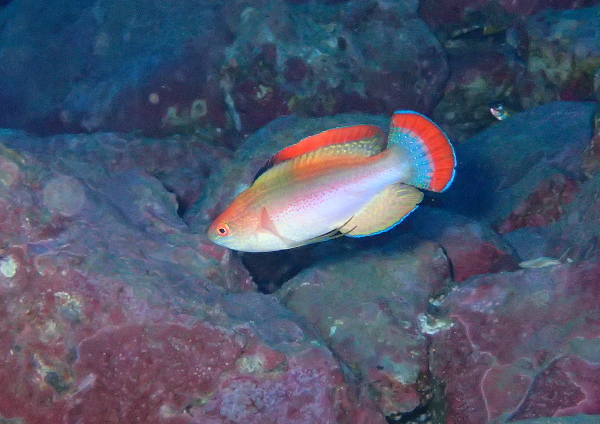 ベニヒレイトヒキベラ