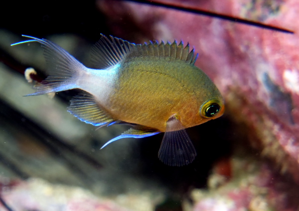 マルスズメダイ