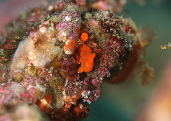 イロカエルアンコウ