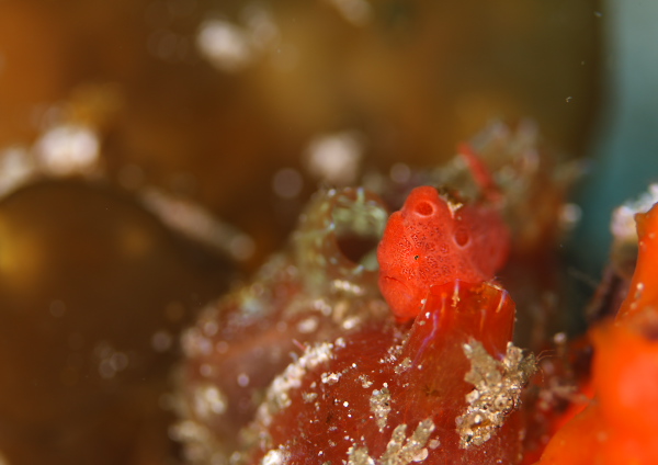 オオモンカエルアンコウ