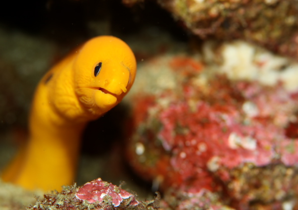 ゴールデンイールモレイ