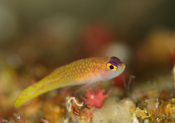 ダイトクベニハゼ