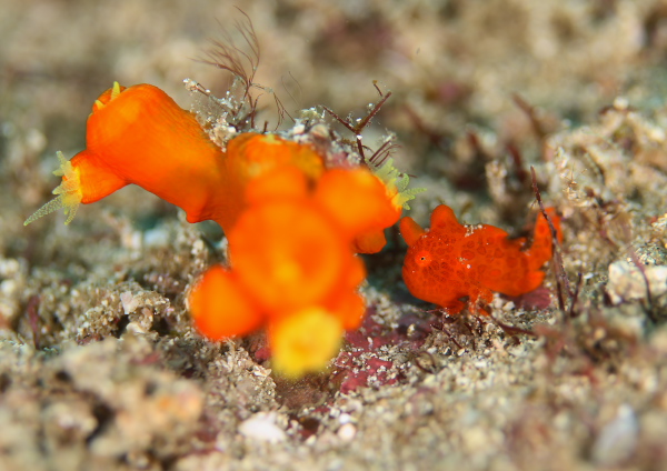 イロカエルアンコウ2