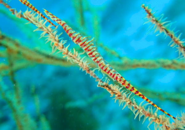 ゴルゴニアンシュリンプ