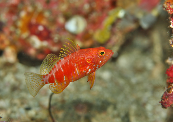 オシャレハナダイ