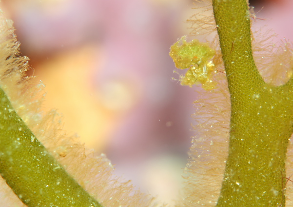 フィコカリスシムランス