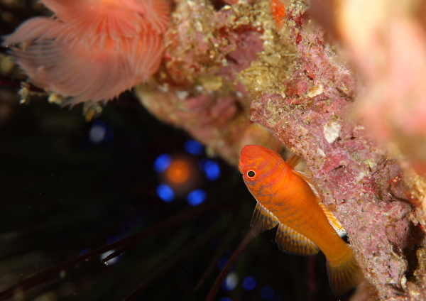 オキナワベニハゼ