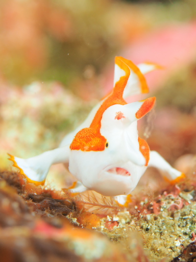 クマドリカエルアンコウ