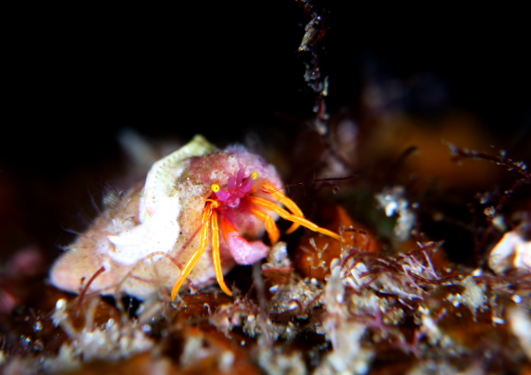 アデヤカゼブラヤドカリ